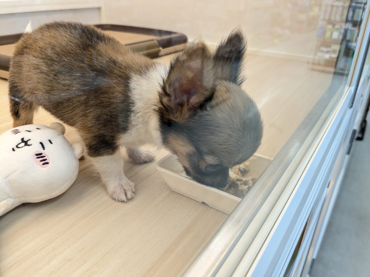 お耳アンテナ、ピーーーン💡 ロングコートチワワの男のコ💙 2026/9/9撮影 チワワ