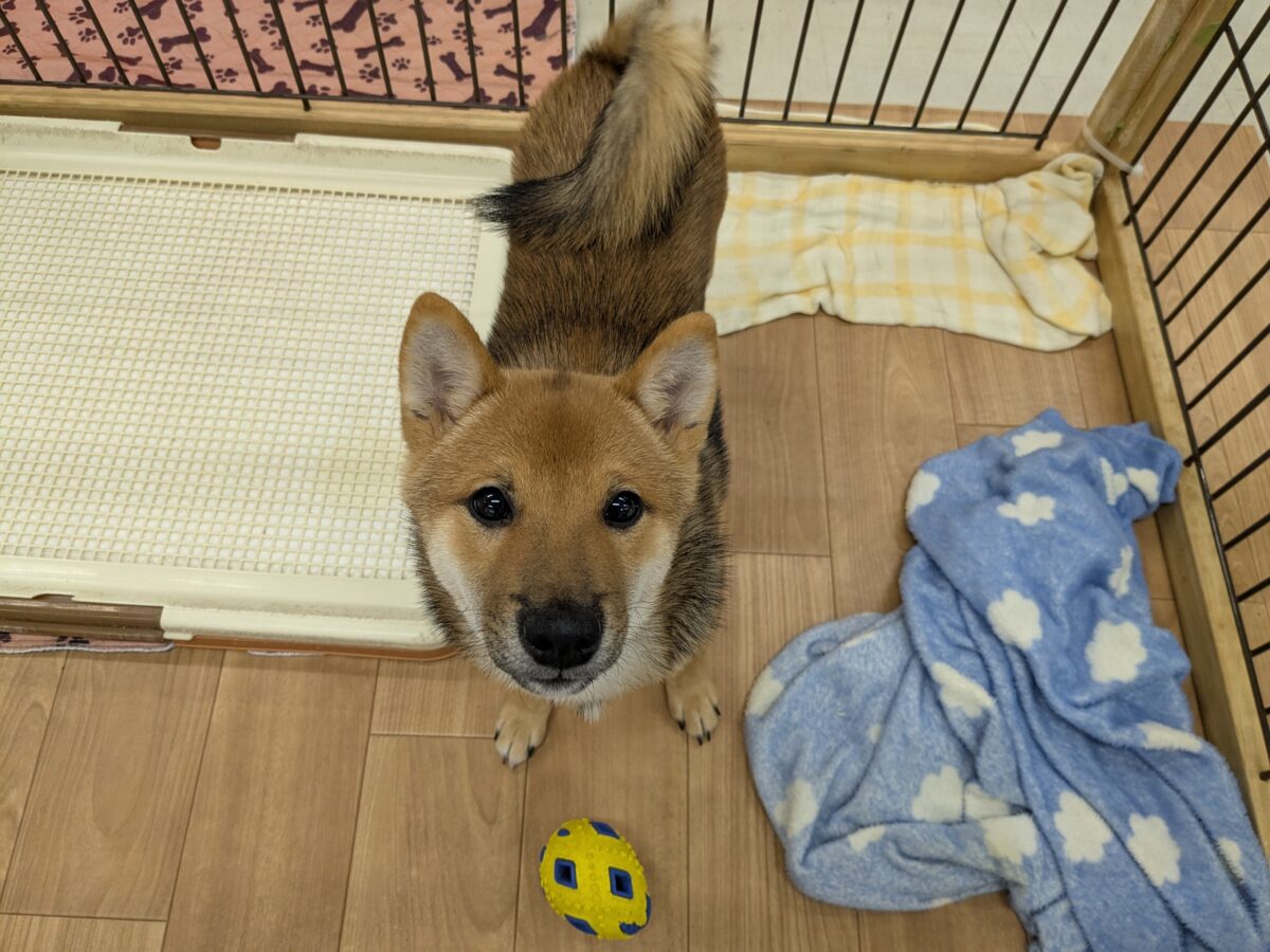 最新画像更新!!どすこい!かりんとうBOY🎵 豆柴犬の男のコ 2026/9/11撮影 豆柴
