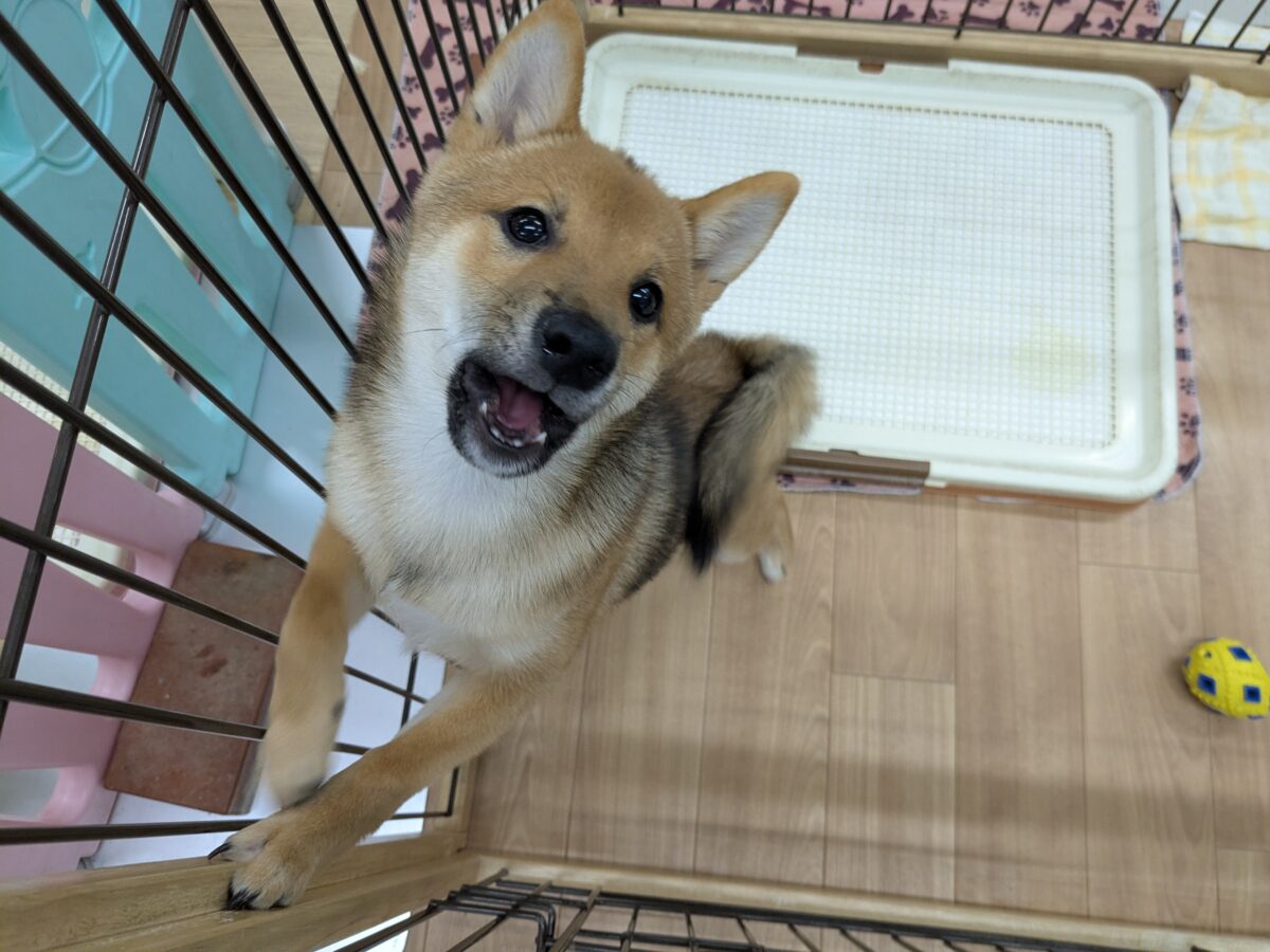 最新画像更新!!どすこい!かりんとうBOY🎵 豆柴犬の男のコ 2026/9/11撮影 豆柴