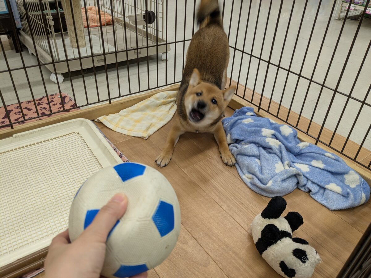 最新画像更新!!どすこい!かりんとうBOY🎵 豆柴犬の男のコ 2026/9/11撮影 豆柴