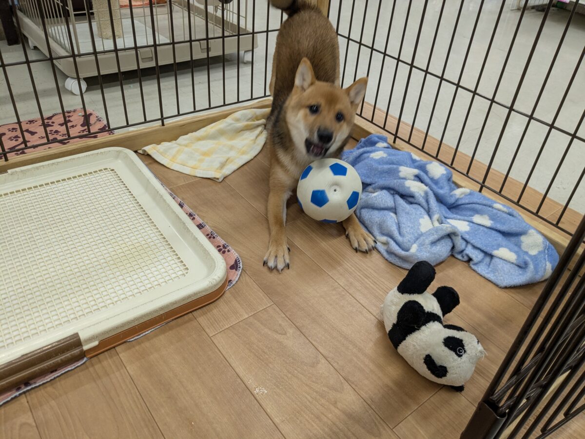 最新画像更新!!どすこい!かりんとうBOY🎵 豆柴犬の男のコ 2026/9/11撮影 豆柴