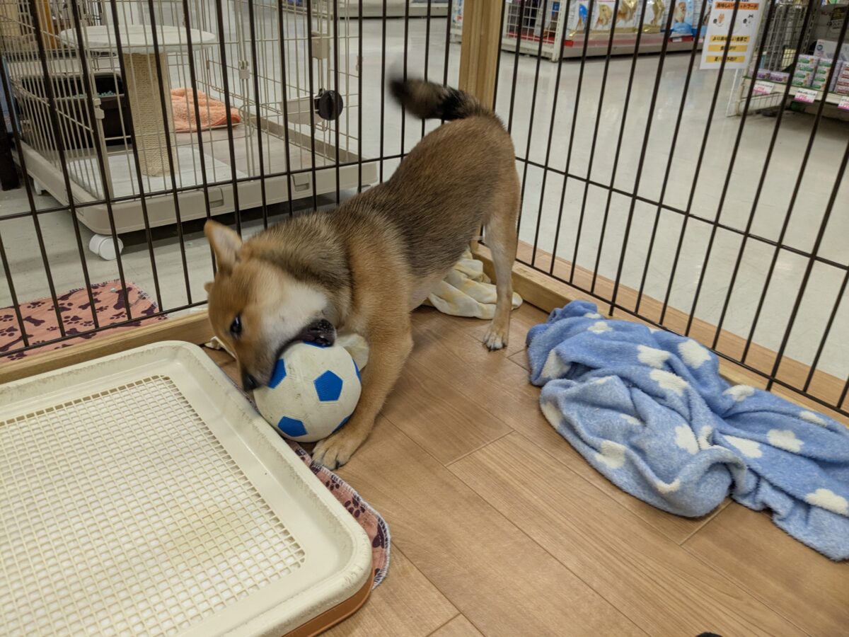 最新画像更新!!どすこい!かりんとうBOY🎵 豆柴犬の男のコ 2026/9/11撮影 豆柴