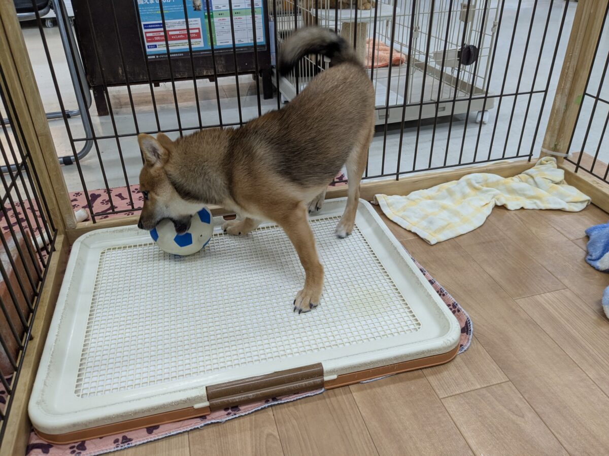 最新画像更新!!どすこい!かりんとうBOY🎵 豆柴犬の男のコ 2026/9/11撮影 豆柴