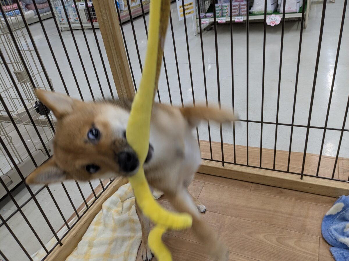 最新画像更新!!どすこい!かりんとうBOY🎵 豆柴犬の男のコ 2026/9/11撮影 豆柴