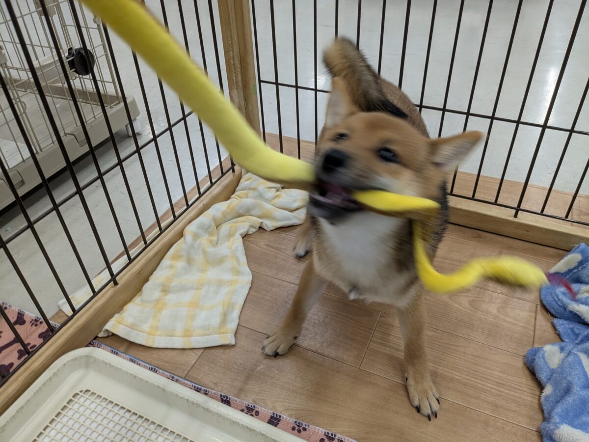 最新画像更新!!どすこい!かりんとうBOY🎵 豆柴犬の男のコ 2026/9/11撮影 豆柴