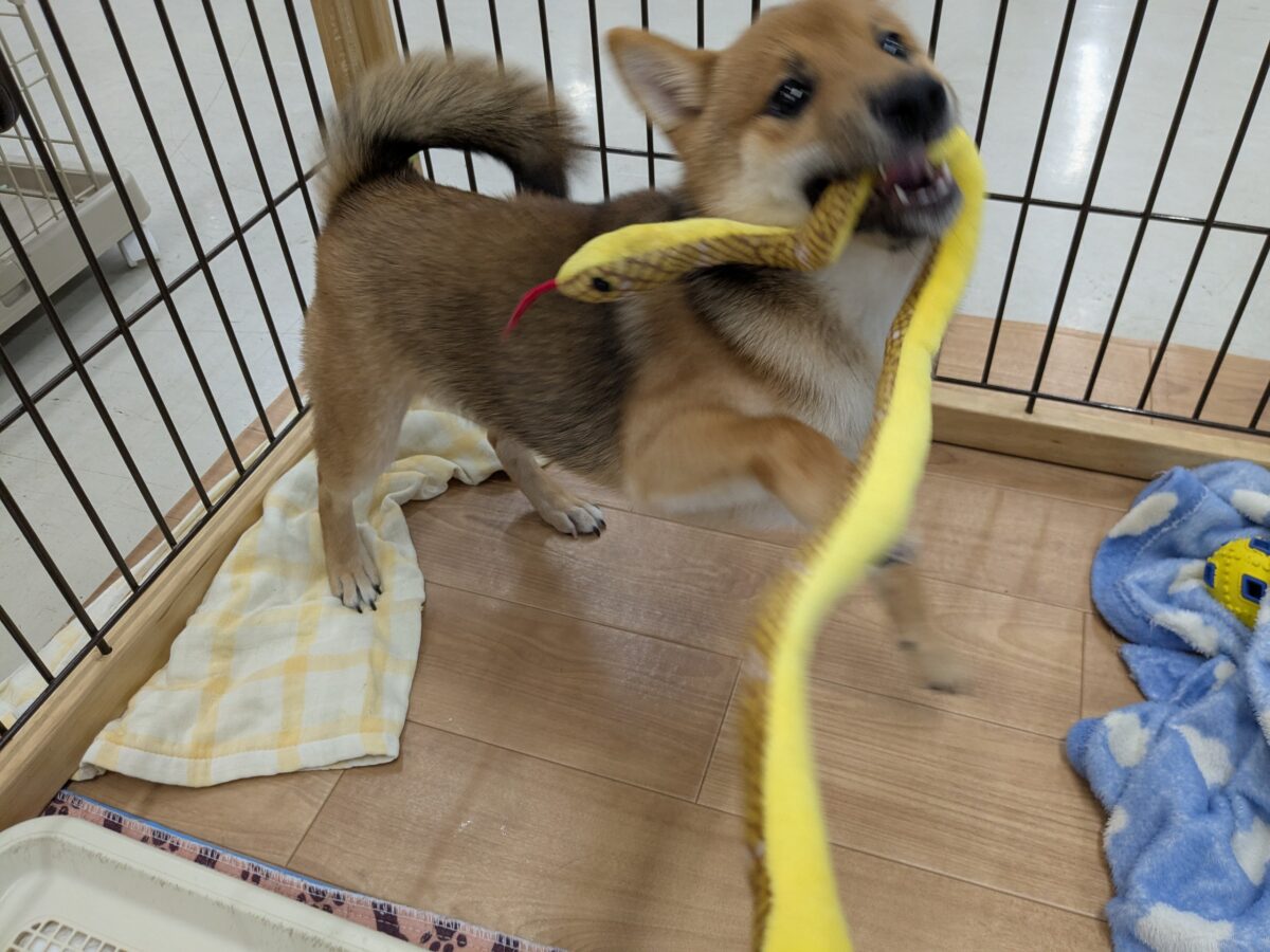 最新画像更新!!どすこい!かりんとうBOY🎵 豆柴犬の男のコ 2026/9/11撮影 豆柴