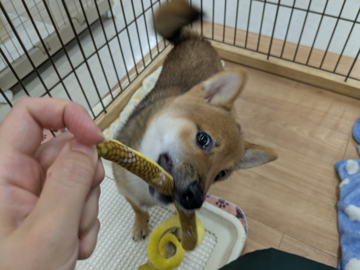 最新画像更新!!どすこい!かりんとうBOY🎵 豆柴犬の男のコ 2026/9/11撮影 豆柴