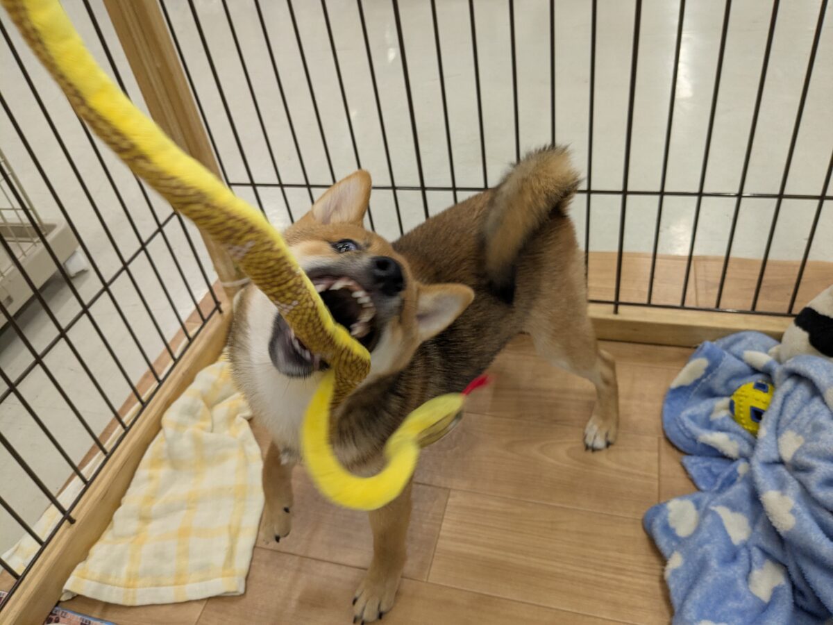 最新画像更新!!どすこい!かりんとうBOY🎵 豆柴犬の男のコ 2026/9/11撮影 豆柴