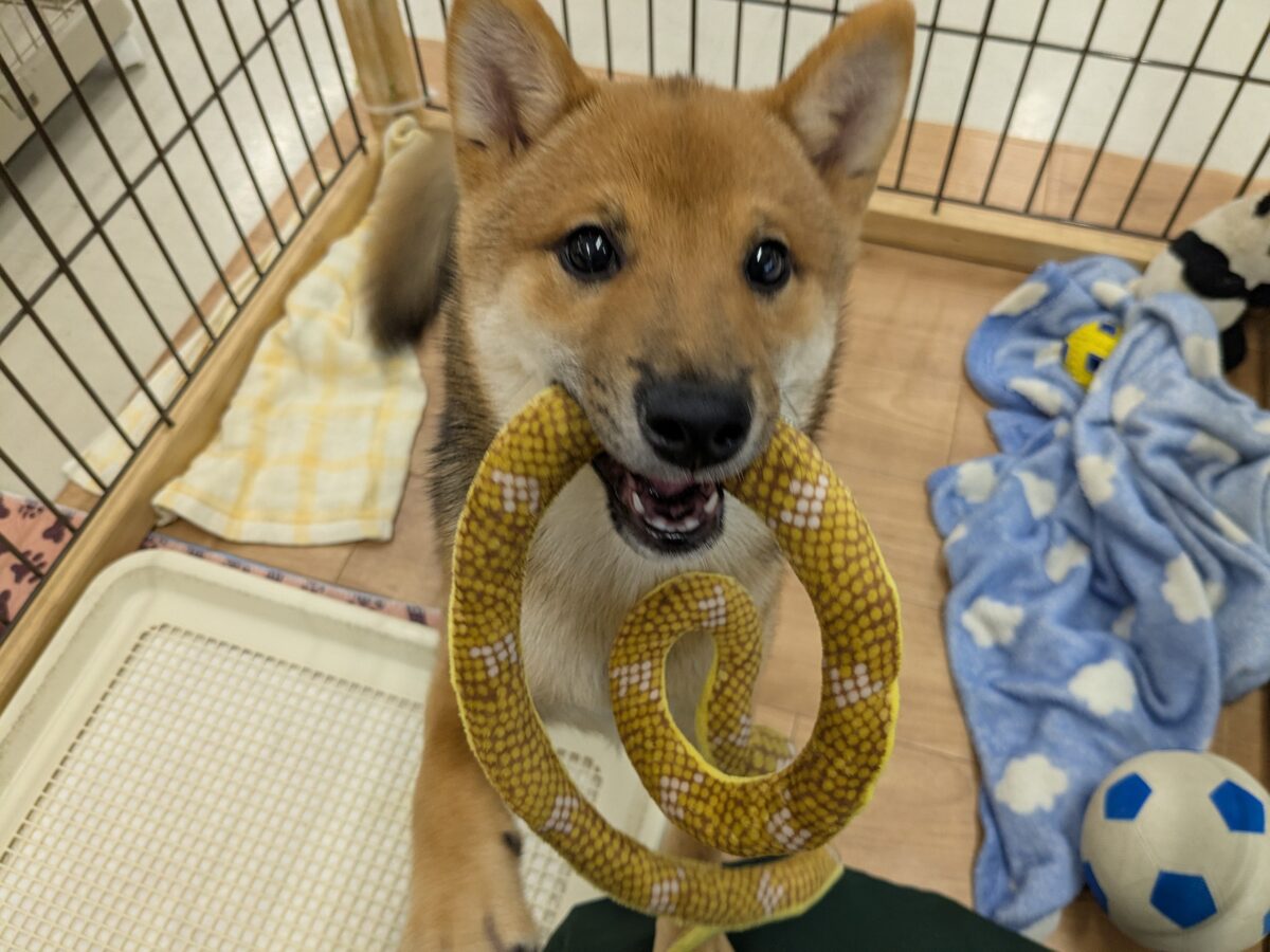 最新画像更新!!どすこい!かりんとうBOY🎵 豆柴犬の男のコ 2026/9/11撮影 豆柴