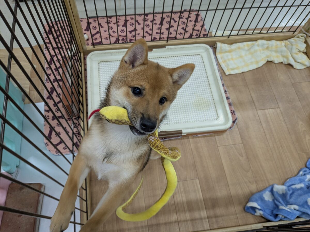 最新画像更新!!どすこい!かりんとうBOY🎵 豆柴犬の男のコ 2026/9/11撮影 豆柴