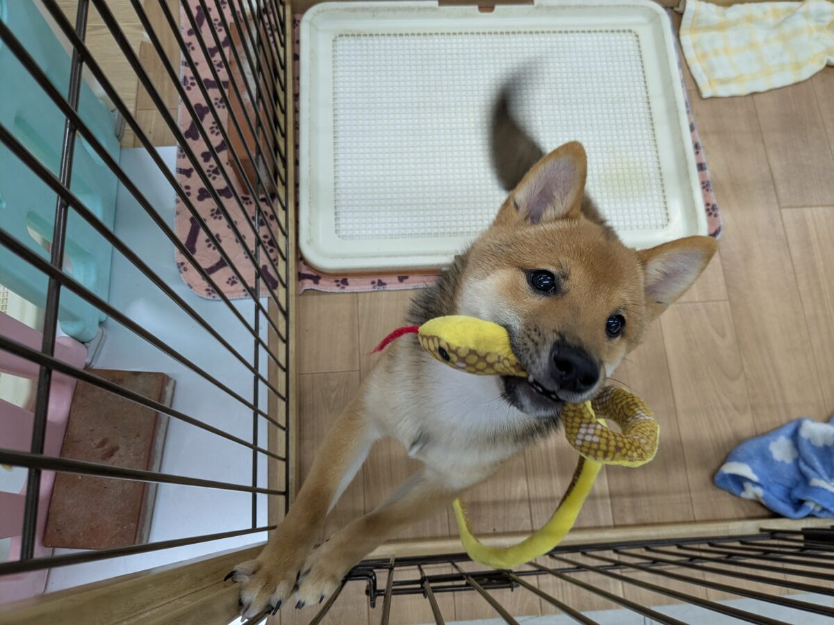 最新画像更新!!どすこい!かりんとうBOY🎵 豆柴犬の男のコ 2026/9/11撮影 豆柴