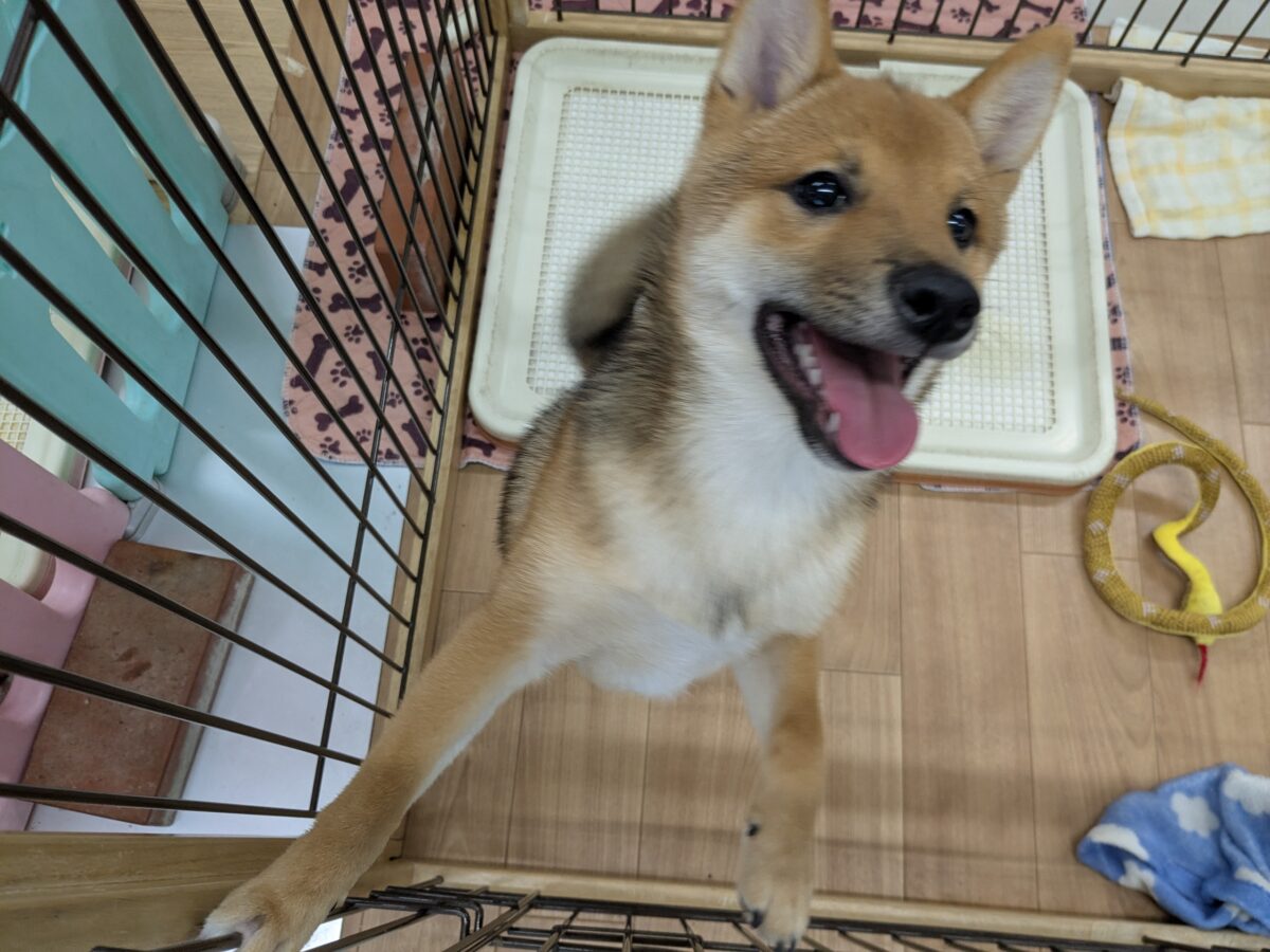 最新画像更新!!どすこい!かりんとうBOY🎵 豆柴犬の男のコ 2026/9/11撮影 豆柴
