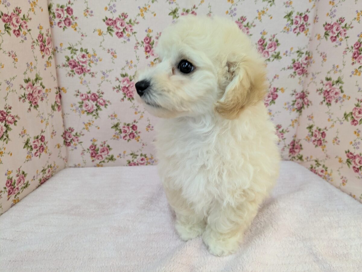 ふわふわ癒し系ガール💗 ハーフ犬(トイプードル×ビションフリーゼ)の女のコ💗 2026/9/11撮影 ビションプー