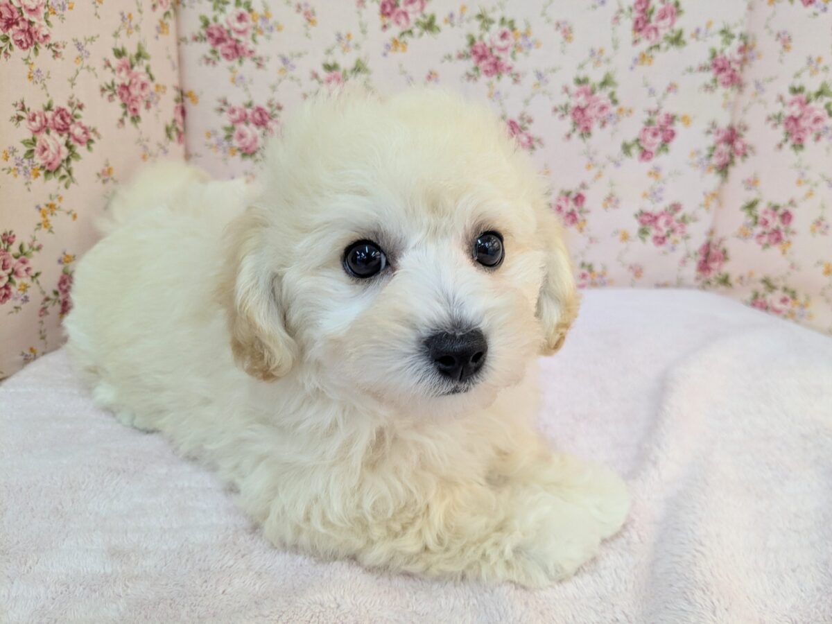 ふわふわ癒し系ガール💗 ハーフ犬(トイプードル×ビションフリーゼ)の女のコ💗 2026/9/11撮影 ビションプー