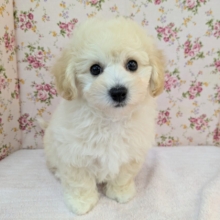 ふわふわ癒し系ガール💗　ハーフ犬（トイプードル×ビションフリーゼ）の女のコ💗　2026/9/11撮影