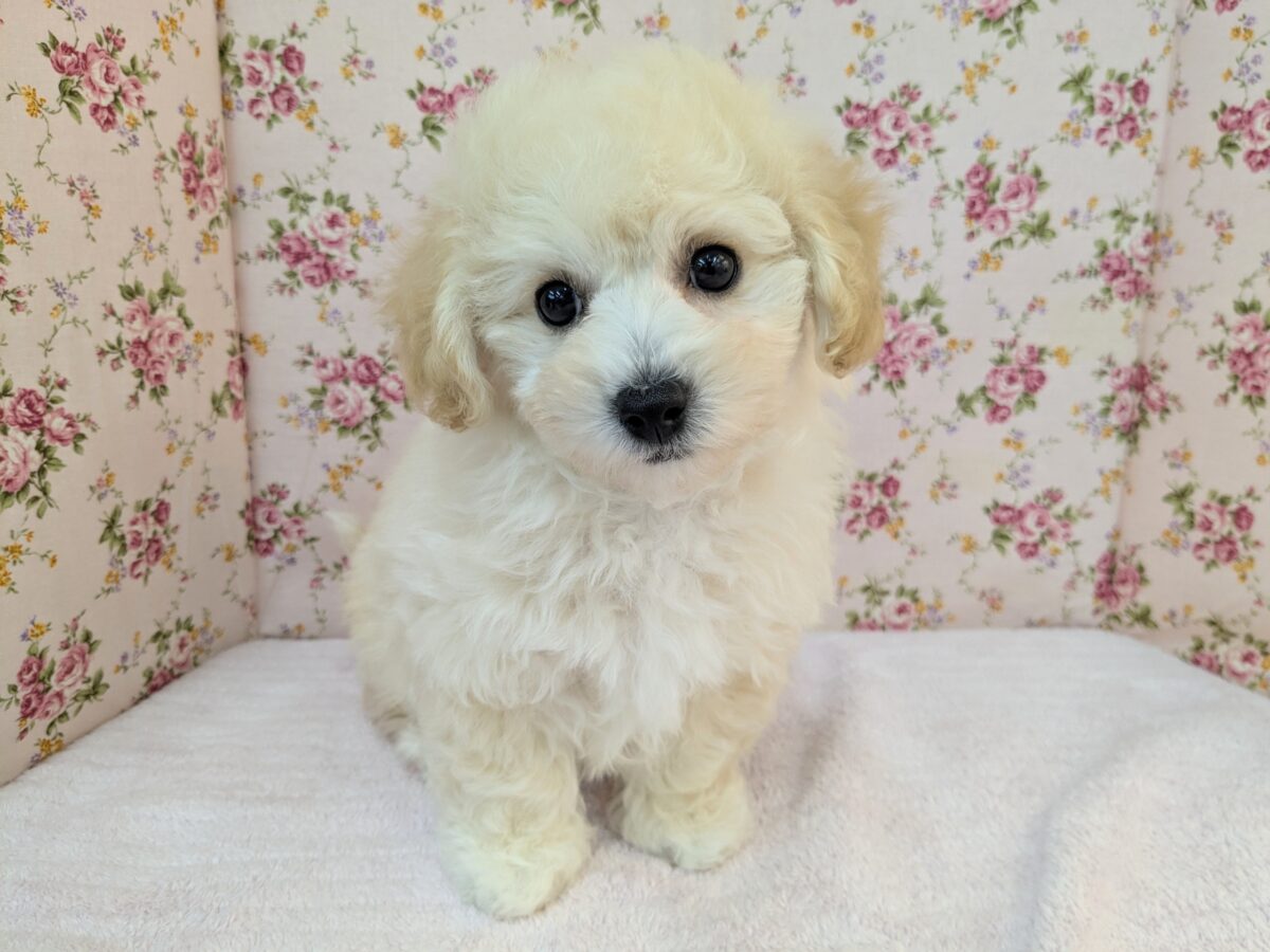ふわふわ癒し系ガール💗 ハーフ犬(トイプードル×ビションフリーゼ)の女のコ💗 2026/9/11撮影 ビションプー