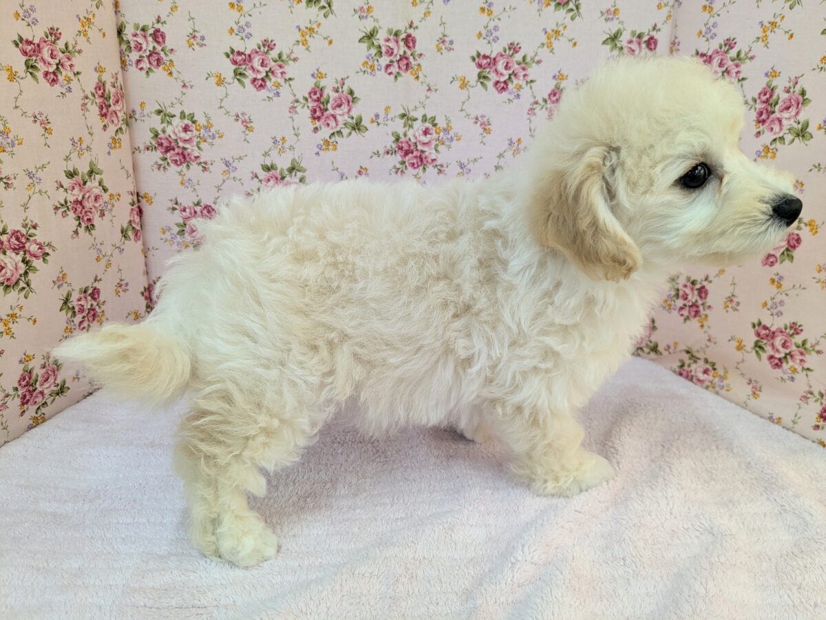 ふわふわ癒し系ガール💗 ハーフ犬(トイプードル×ビションフリーゼ)の女のコ💗 2026/9/11撮影 ビションプー