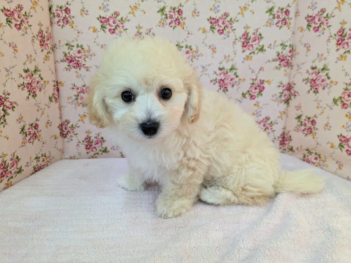 ふわふわ癒し系ガール💗 ハーフ犬(トイプードル×ビションフリーゼ)の女のコ💗 2026/9/11撮影 ビションプー