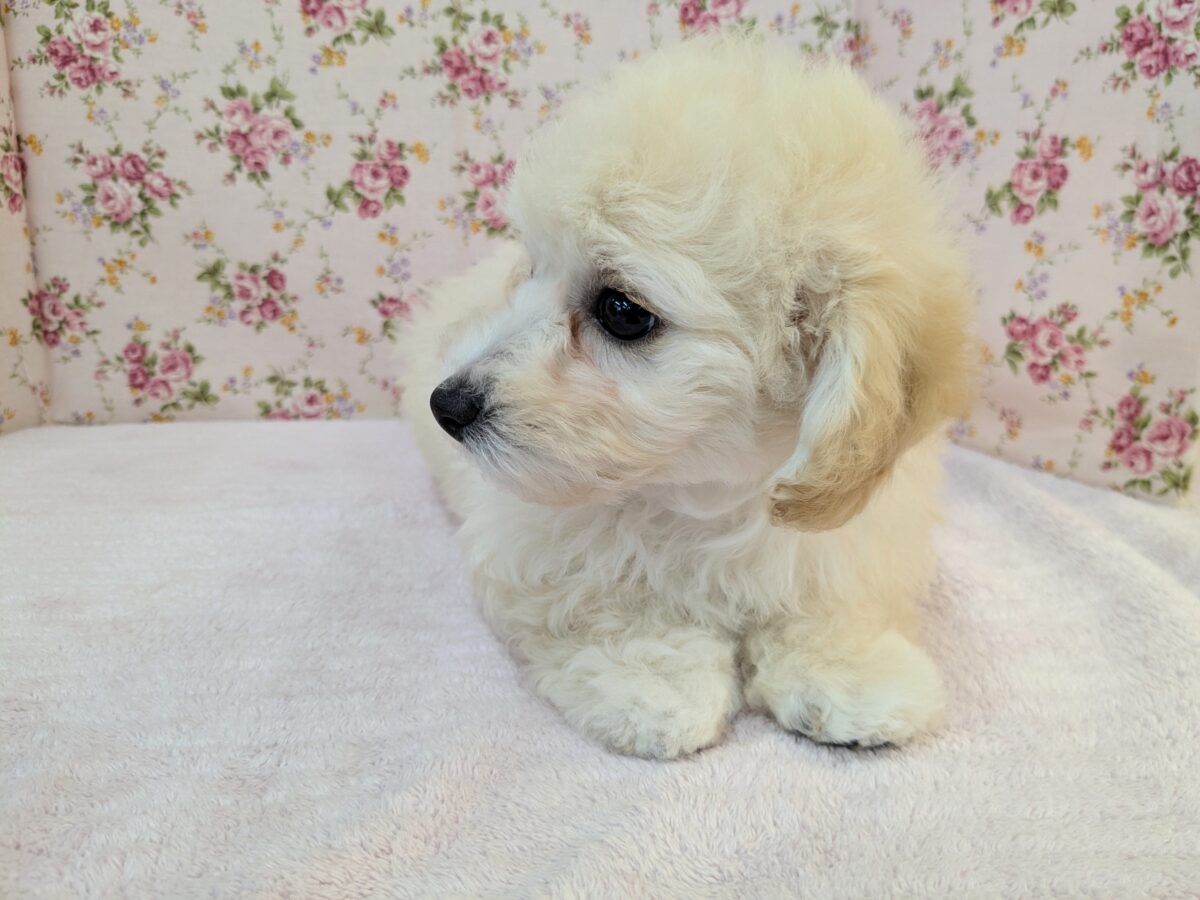ふわふわ癒し系ガール💗 ハーフ犬(トイプードル×ビションフリーゼ)の女のコ💗 2026/9/11撮影 ビションプー