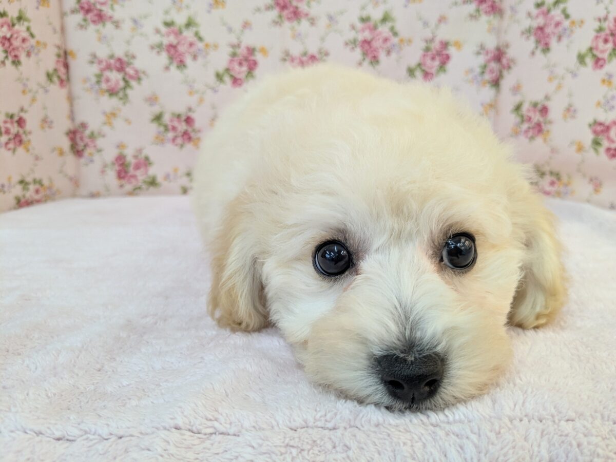 ふわふわ癒し系ガール💗 ハーフ犬(トイプードル×ビションフリーゼ)の女のコ💗 2026/9/11撮影 ビションプー