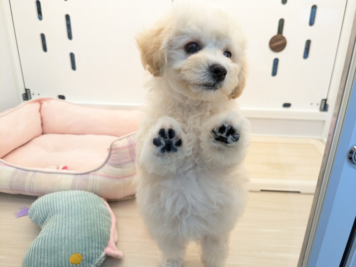 ふわふわ癒し系ガール💗 ハーフ犬(トイプードル×ビションフリーゼ)の女のコ💗 2026/9/11撮影 ビションプー