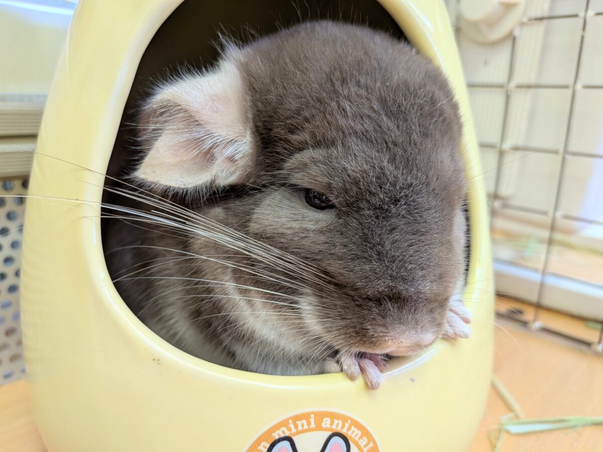 とてもキレイなチョコレート🍫カラーのチンチラさん来ました〜 チンチラ