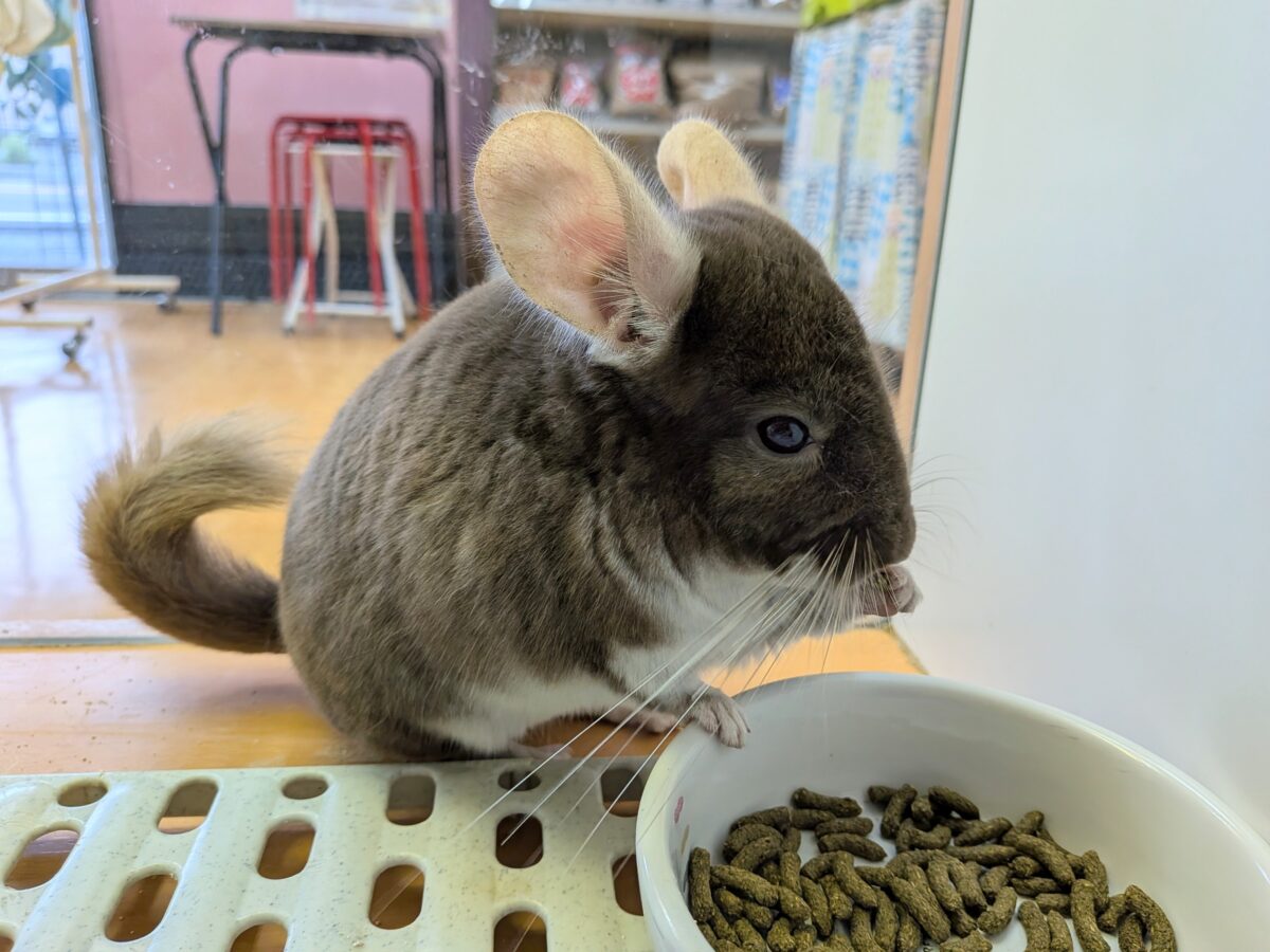 とてもキレイなチョコレート🍫カラーのチンチラさん来ました〜 チンチラ