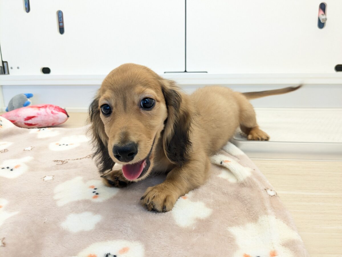 最新画像更新!!凛々しいお顔のハンサムボーイ💙 カニンヘンダックスの男のコ 2026/10/1撮影 カニンヘンダックス