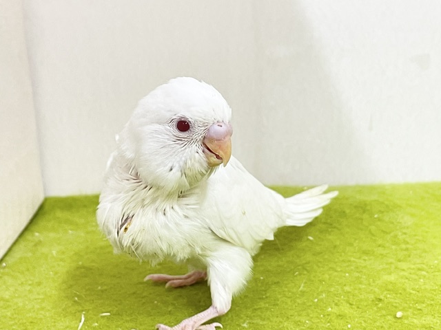 純白の天使☆彡 セキセイインコのアルビノちゃん 2026.9/14撮影 セキセイインコ