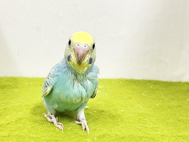 ステキなパステルグリーン☆ セキセイインコの“パステルレインボーカラー”① 2026.9/14撮影 セキセイインコ