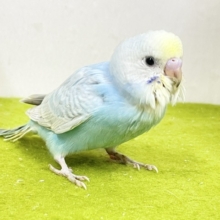 爽やかミントカラー🍃 セキセイインコの“パステルレインボーカラー”ちゃん②　2026.9/14撮影