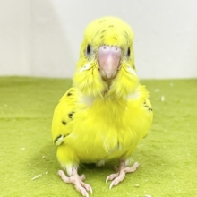 駆け足で寄ってきます💨　セキセイインコの“ハルクイン”ちゃん☆　2026.9/14撮影