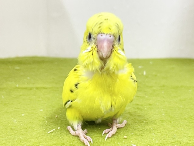 駆け足で寄ってきます💨　セキセイインコの“ハルクイン”ちゃん☆　2026.9/14撮影