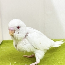 純白の天使☆彡　セキセイインコのアルビノちゃん　2026.9/14撮影