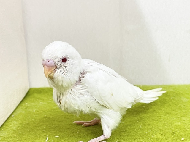 純白の天使☆彡　セキセイインコのアルビノちゃん　2026.9/14撮影