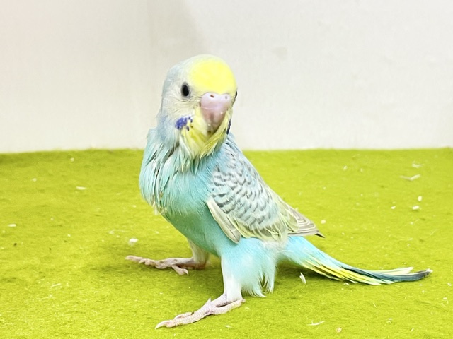 ステキなパステルグリーン☆ セキセイインコの“パステルレインボーカラー”① 2026.9/14撮影 セキセイインコ
