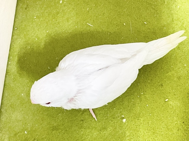純白の天使☆彡 セキセイインコのアルビノちゃん 2026.9/14撮影 セキセイインコ