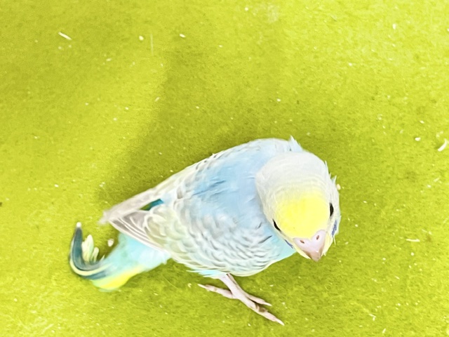 ステキなパステルグリーン☆ セキセイインコの“パステルレインボーカラー”① 2026.9/14撮影 セキセイインコ
