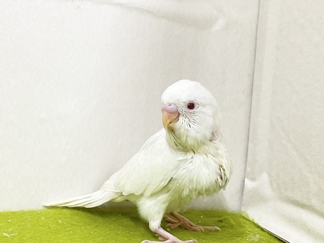 純白の天使☆彡 セキセイインコのアルビノちゃん 2026.9/14撮影 セキセイインコ