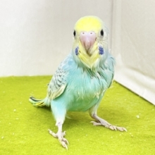 ステキなパステルグリーン☆　セキセイインコの“パステルレインボーカラー”①　2026.9/14撮影