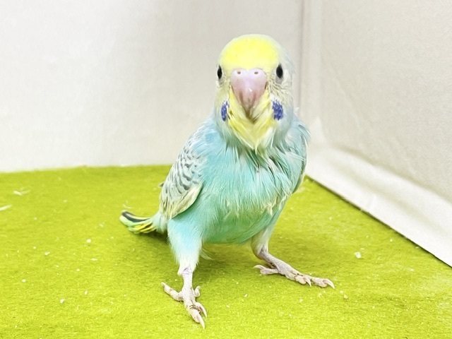 ステキなパステルグリーン☆　セキセイインコの“パステルレインボーカラー”①　2026.9/14撮影