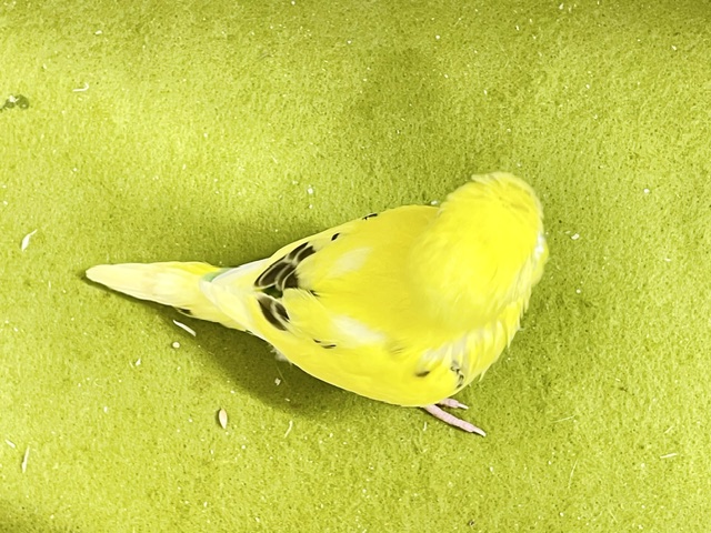 セキセイインコ