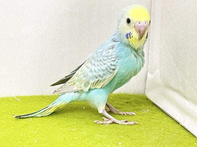 ステキなパステルグリーン☆ セキセイインコの“パステルレインボーカラー”① 2026.9/14撮影 セキセイインコ