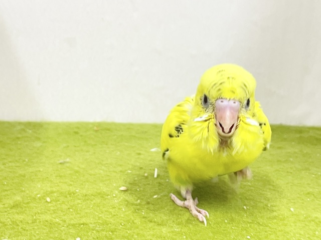 セキセイインコ
